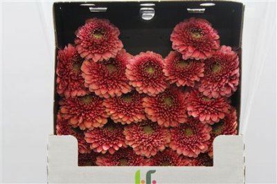 Gerbera Mi Diamond Pomponi Bokito