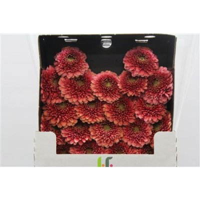 Gerbera Mi Diamond Pomponi Bokito