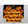 Gerbera Mi Diamond Pomponi Bonita