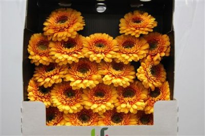 Gerbera Mi Diamond Pomponi Bonita