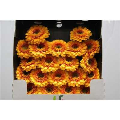 Gerbera Mi Diamond Pomponi Bonita