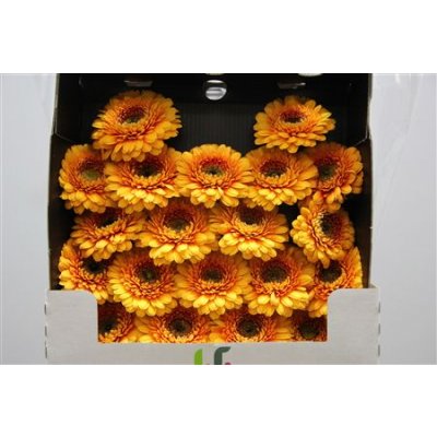 Gerbera Mi Diamond Pomponi Bonita