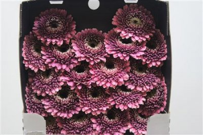 Gerbera Mi Diamond Pomponi Chique