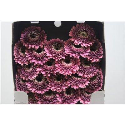 Gerbera Mi Diamond Pomponi Chique