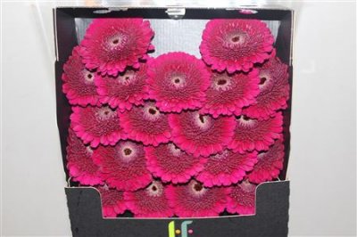 Gerbera Mi Diamond Pomponi Danee