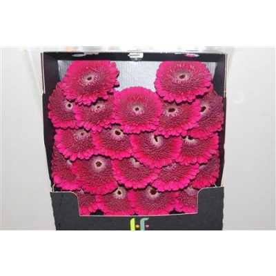 Gerbera Mi Diamond Pomponi Danee