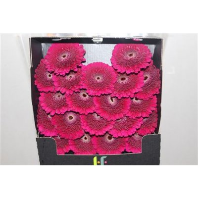 Gerbera Mi Diamond Pomponi Danee