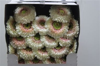 Gerbera Mi Diamond Pomponi Disco
