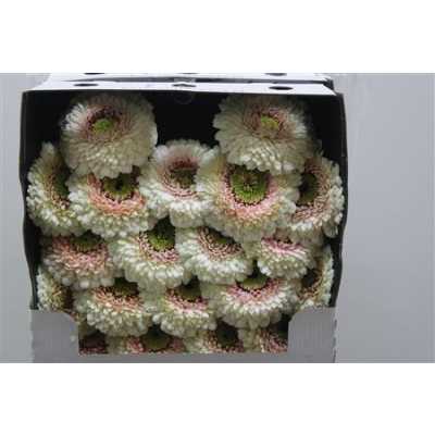 Gerbera Mi Diamond Pomponi Disco