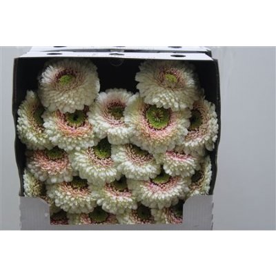 Gerbera Mi Diamond Pomponi Disco
