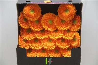 Gerbera Mi Diamond Pomponi Fanta