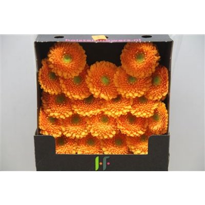 Gerbera Mi Diamond Pomponi Fanta