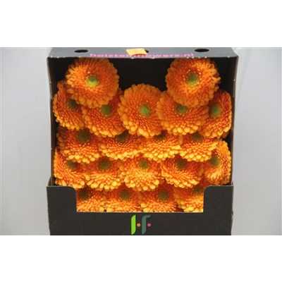 Gerbera Mi Diamond Pomponi Fanta