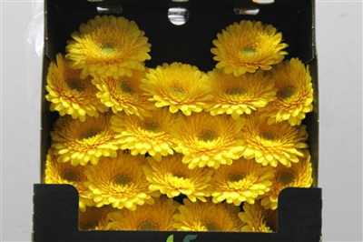 Gerbera Mi Diamond Pomponi Fantastic