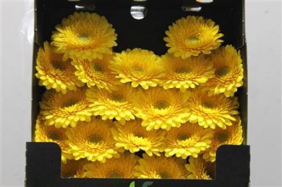 Gerbera Mi Diamond Pomponi Fantastic