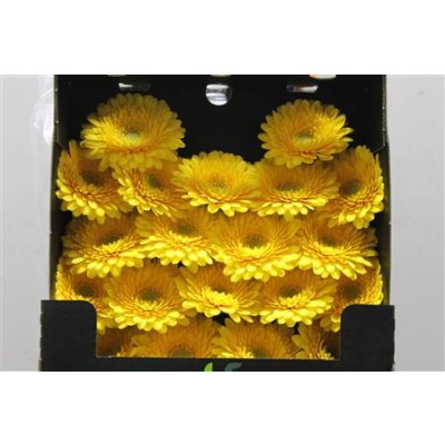 Gerbera Mi Diamond Pomponi Fantastic