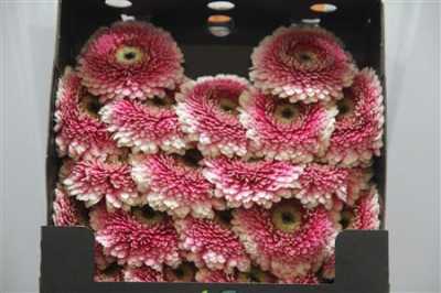 Gerbera Mi Diamond Pomponi Gala