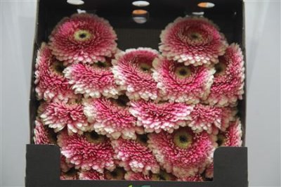 Gerbera Mi Diamond Pomponi Gala