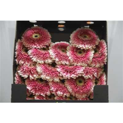 Gerbera Mi Diamond Pomponi Gala