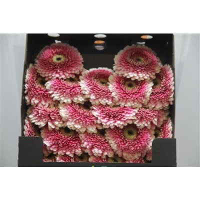 Gerbera Mi Diamond Pomponi Gala