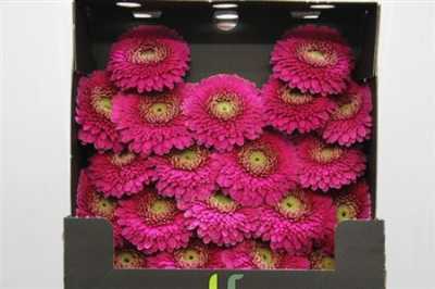 Gerbera Mi Diamond Pomponi Japio