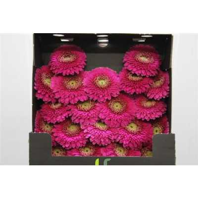 Gerbera Mi Diamond Pomponi Japio