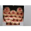 Gerbera Mi Diamond Pomponi Jayjay