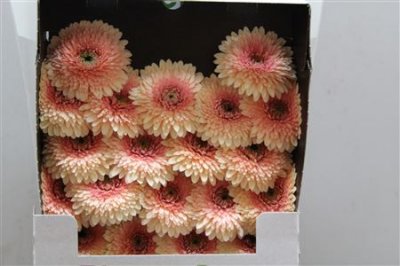 Gerbera Mi Diamond Pomponi Jayjay