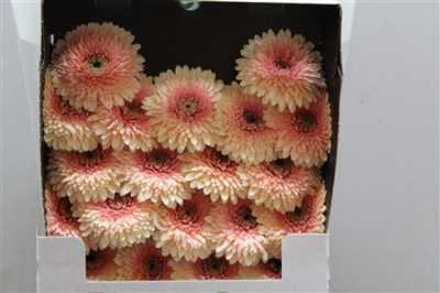 Gerbera Mi Diamond Pomponi Jayjay