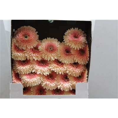 Gerbera Mi Diamond Pomponi Jayjay