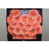 Gerbera Mi Diamond Pomponi Jive