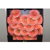 Gerbera Mi Diamond Pomponi Jive