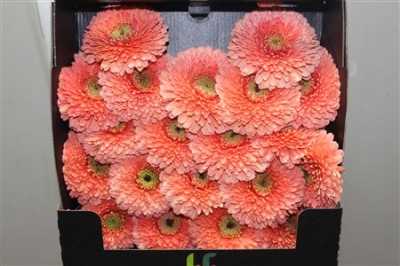 Gerbera Mi Diamond Pomponi Jive