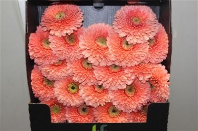 Gerbera Mi Diamond Pomponi Jive