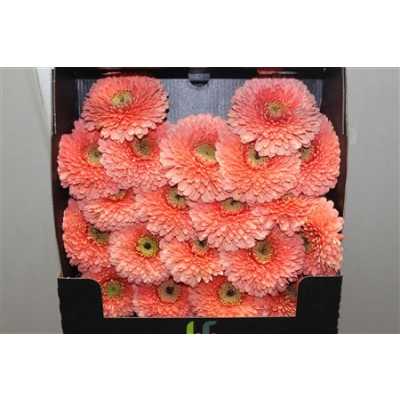 Gerbera Mi Diamond Pomponi Jive