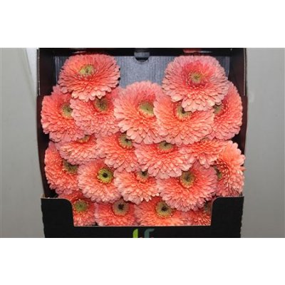 Gerbera Mi Diamond Pomponi Jive