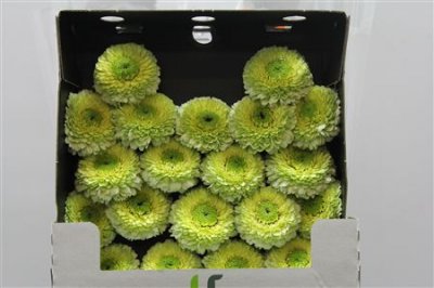 Gerbera Mi Diamond Pomponi Kermit
