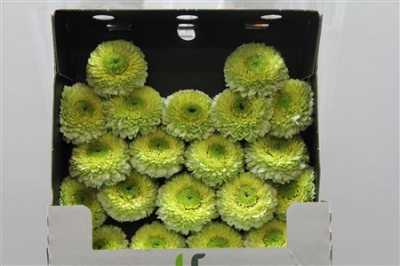 Gerbera Mi Diamond Pomponi Kermit