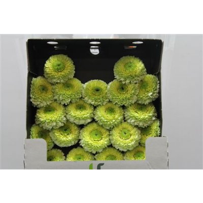 Gerbera Mi Diamond Pomponi Kermit