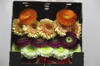 Gerbera Mi Diamond Pomponi Mixed