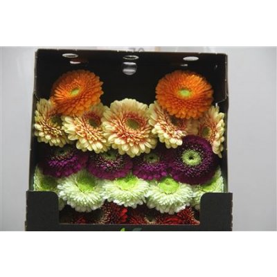 Gerbera Mi Diamond Pomponi Mixed