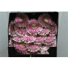 Gerbera Mi Diamond Pomponi Noek
