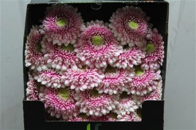 Gerbera Mi Diamond Pomponi Noek