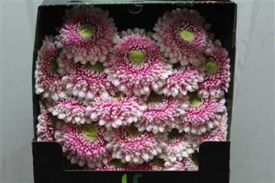 Gerbera Mi Diamond Pomponi Noek