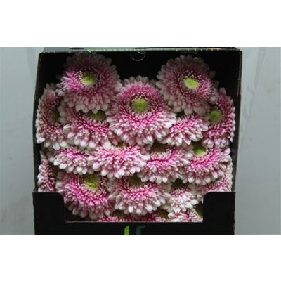 Gerbera Mi Diamond Pomponi Noek