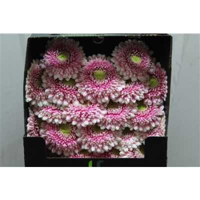 Gerbera Mi Diamond Pomponi Noek