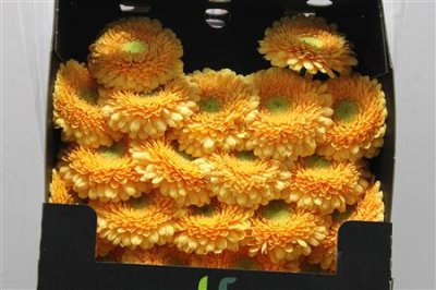 Gerbera Mi Diamond Pomponi Peachy