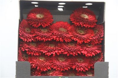 Gerbera Mi Diamond Pomponi Red Light
