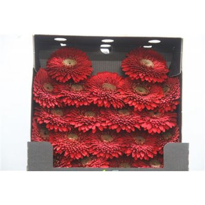 Gerbera Mi Diamond Pomponi Red Light