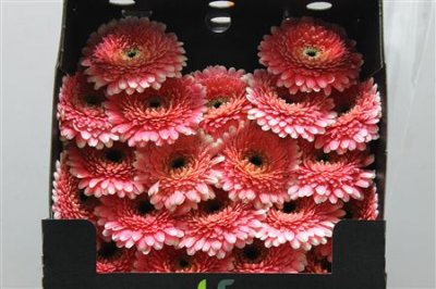 Gerbera Mi Diamond Pomponi Rockstar